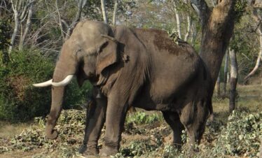 Bangalore to Kabini - Weekend3