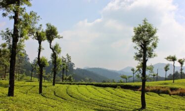Coimbatore to Munnar - weekend11