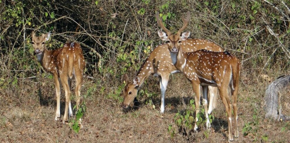 karnataka 4